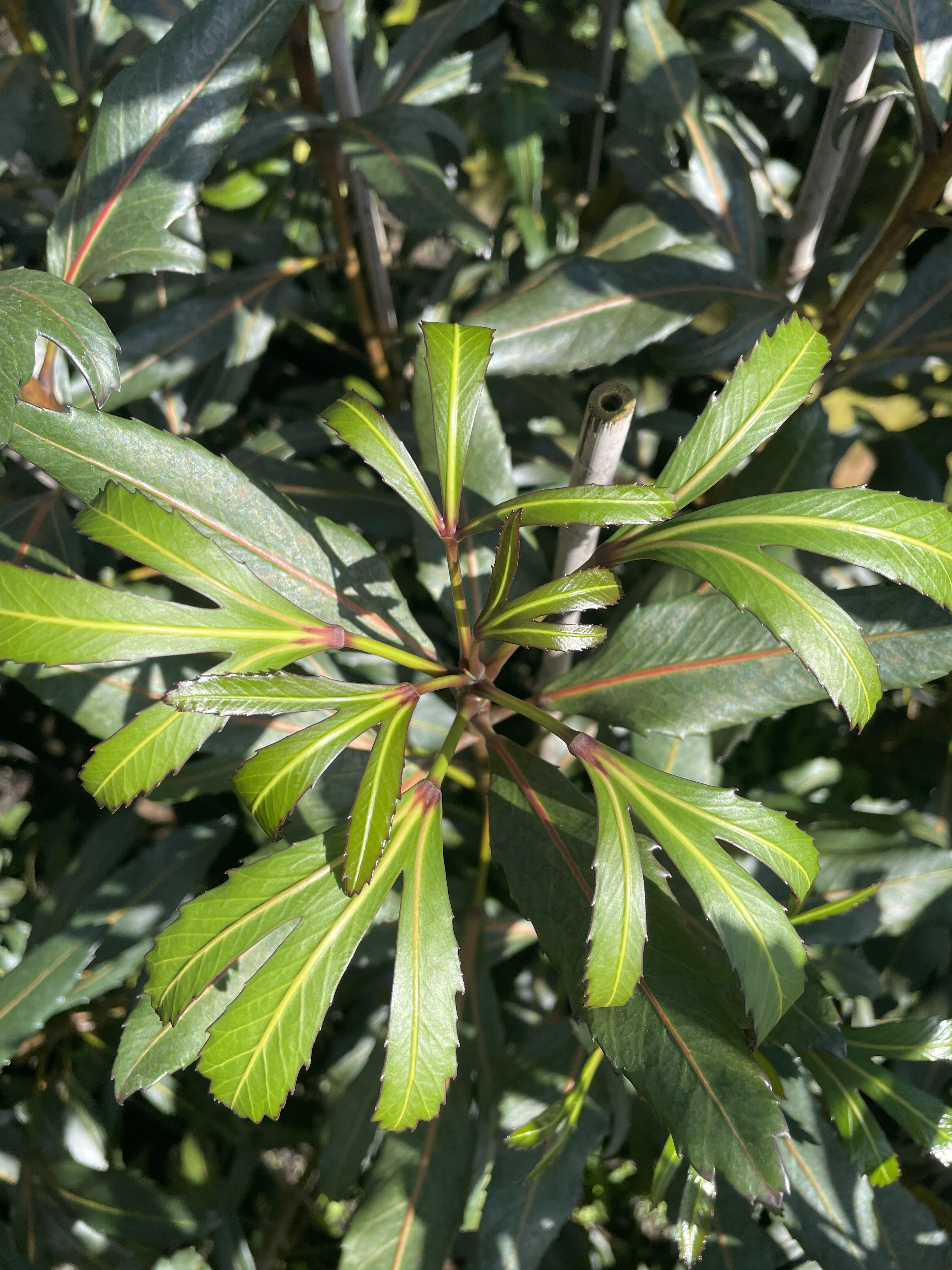 Plant Availability Ardmore Nurseries